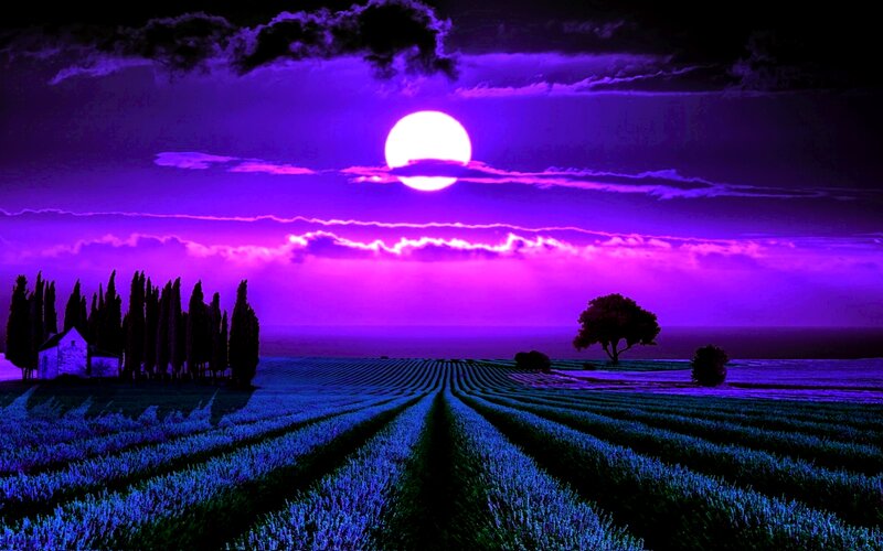 Lavender Field at Night — Purple