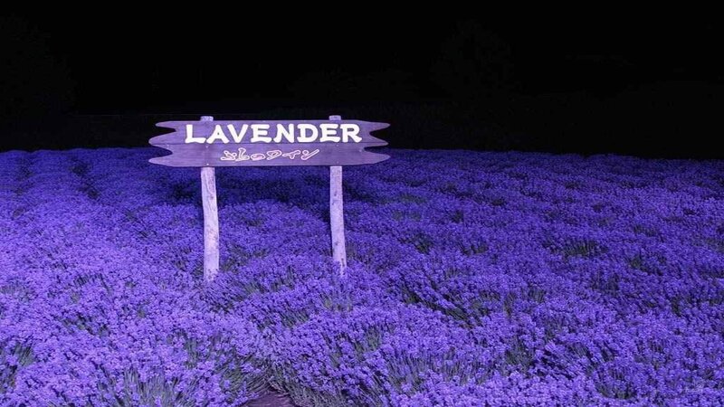 Lavender Field at Night