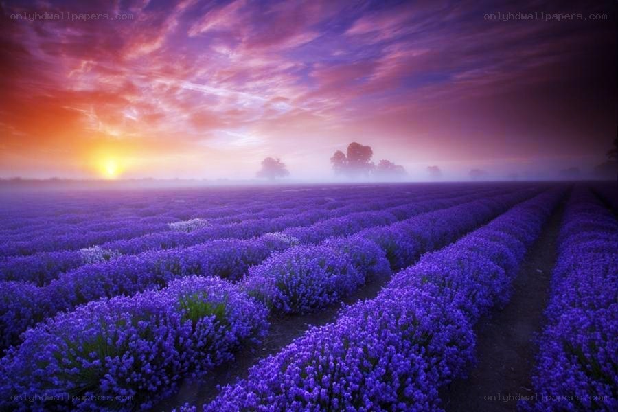 Lavender field at sunrise