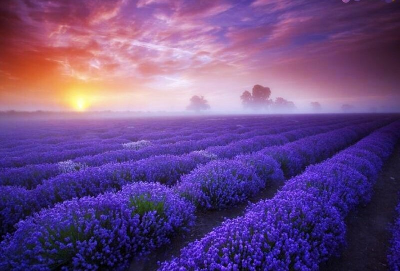 Lavender Field at Sunrise — Purple, Serene, Photograph, Sun, Sky