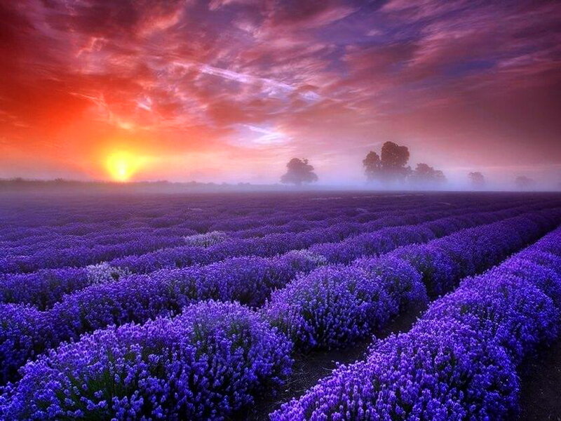 Lavender Field at Sunrise — Purple, Serene, Photograph, Sun