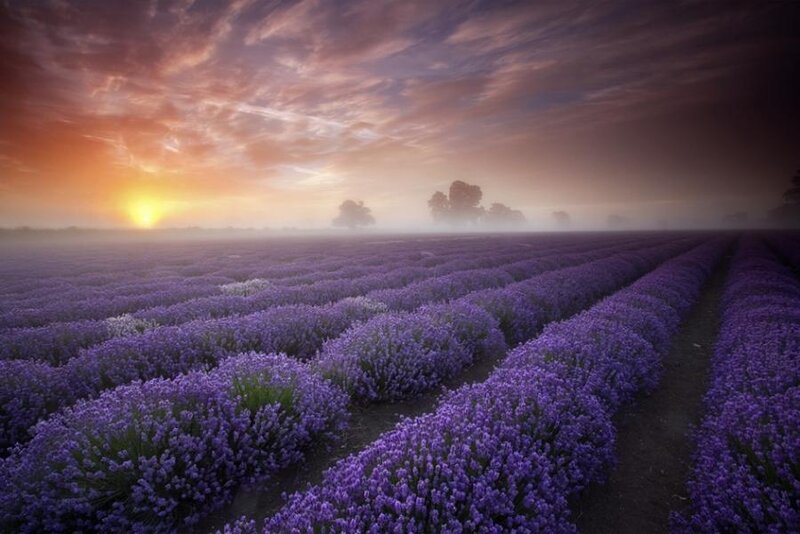 Lavender Field at Sunrise — Purple, Serene, Photograph