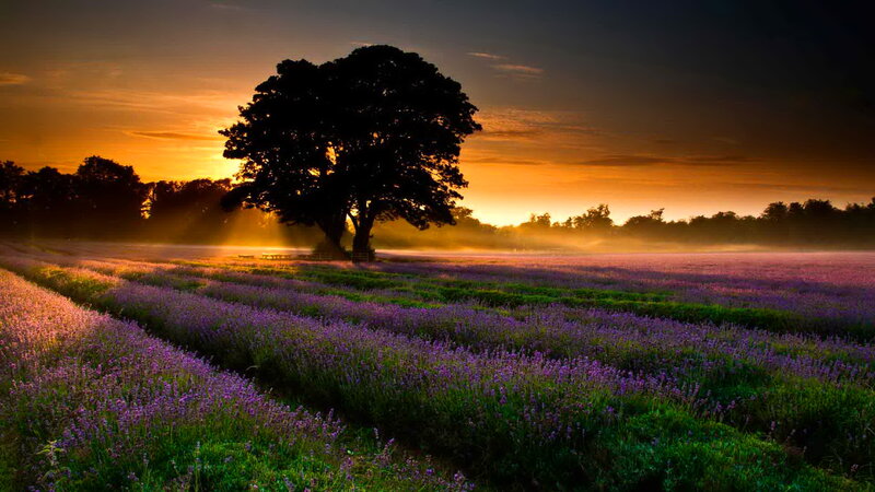 Lavender Field at Sunrise — Purple, Serene, Photograph, Tree, Mist