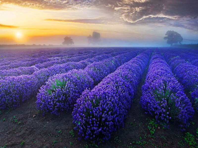 Lavender Field at Sunrise — Purple, Serene, Photograph, Trees