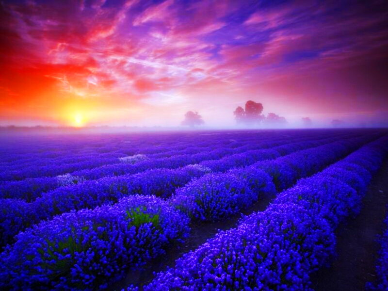 Lavender Field at Sunrise — Purple, Serene