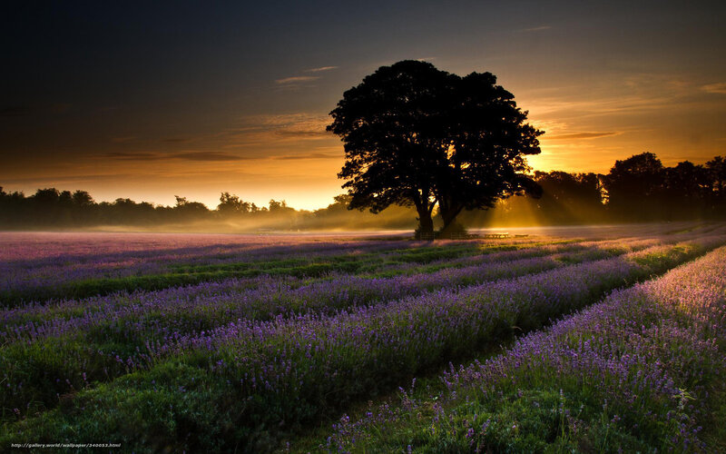 Lavender field at sunrise