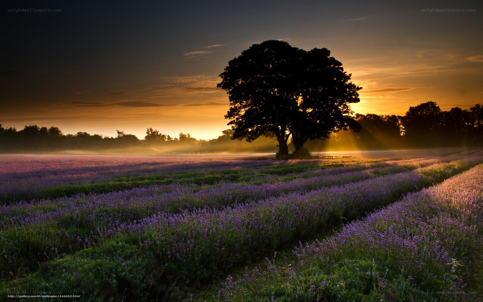 Lavender field at sunrise