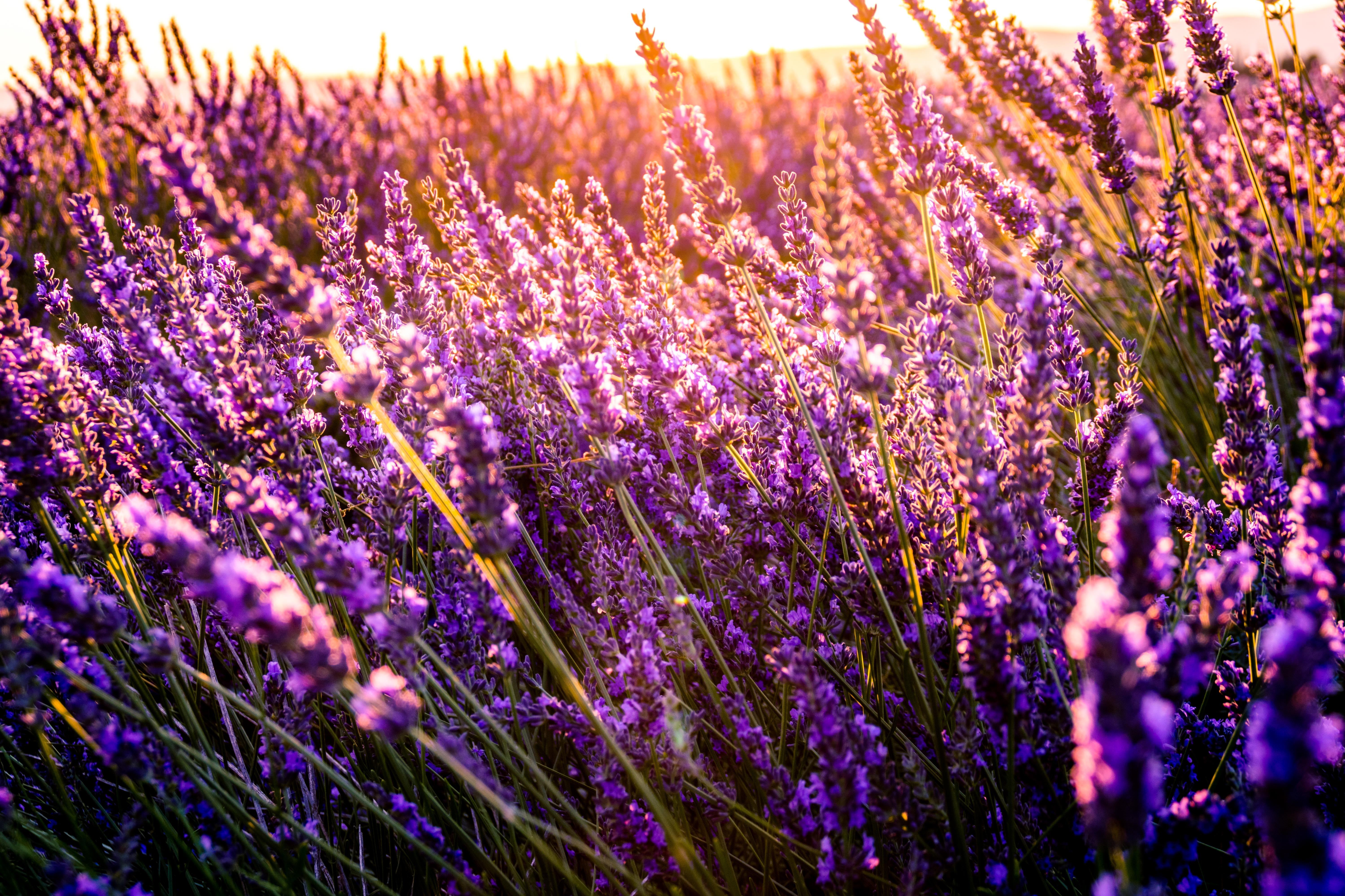 Lavender field at sunset
