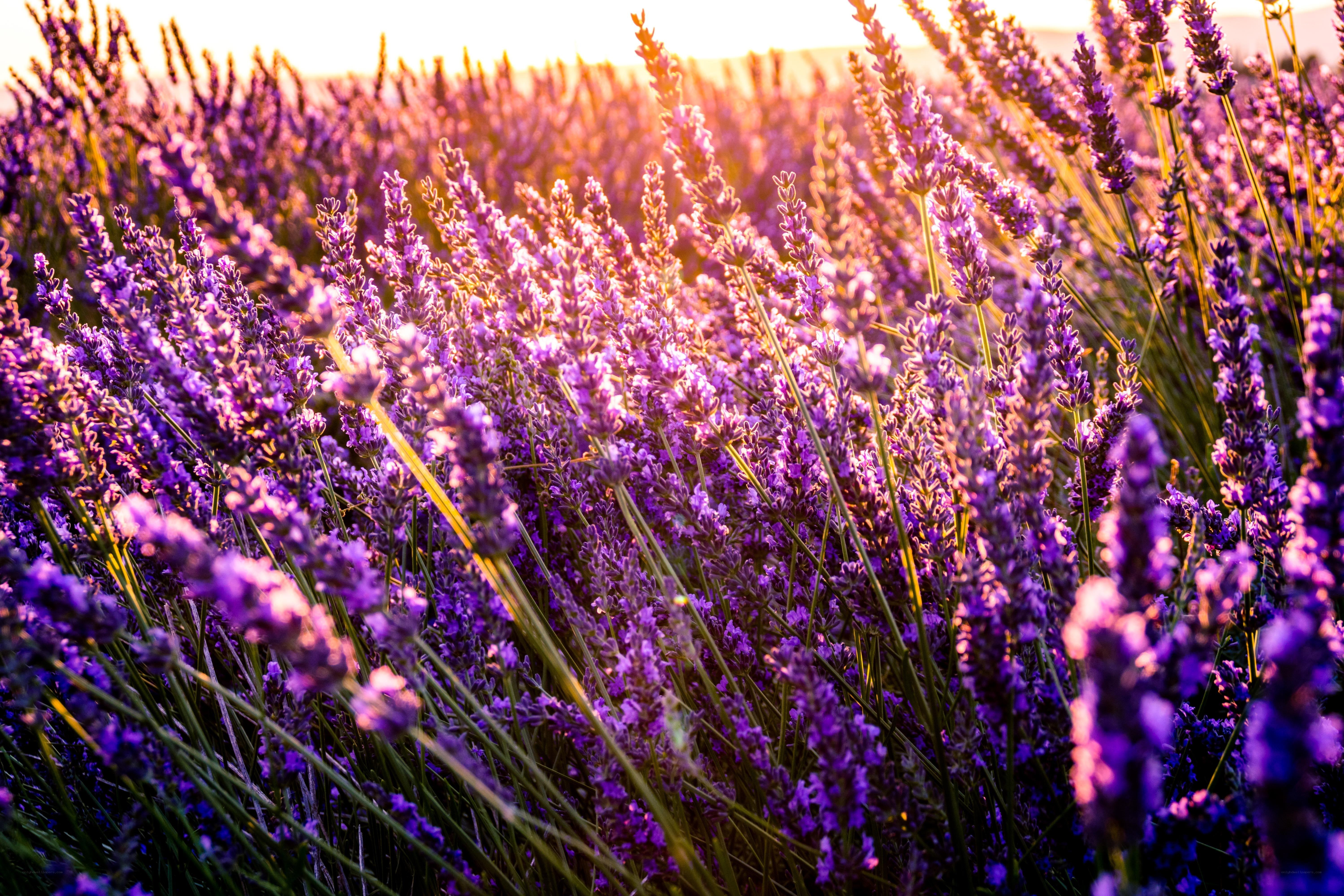 Lavender field at sunset
