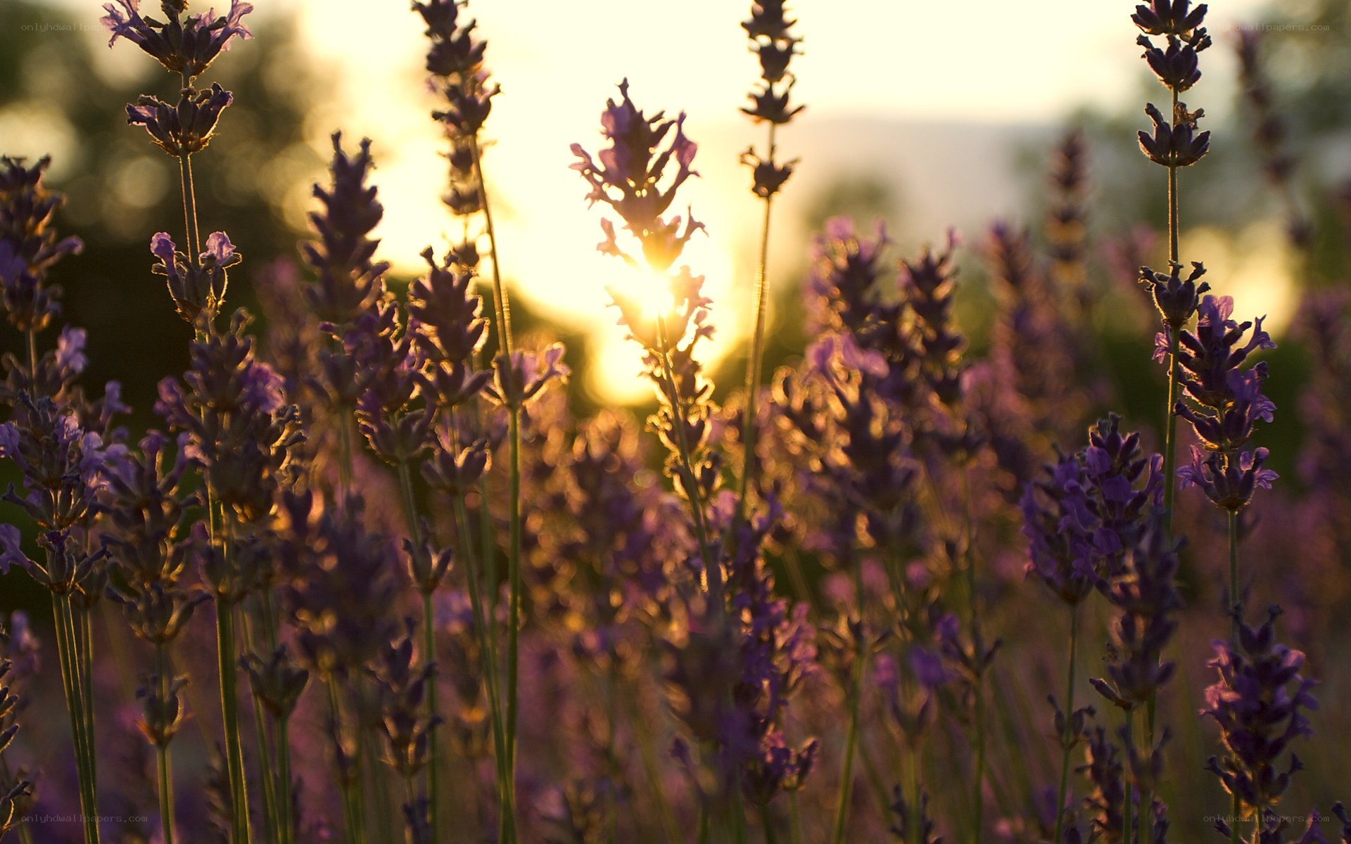 Lavender field at sunset