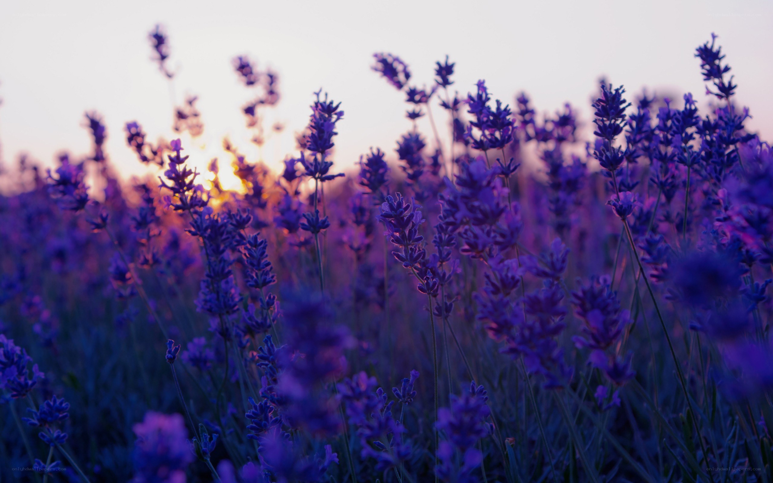 lavender field at sunset
