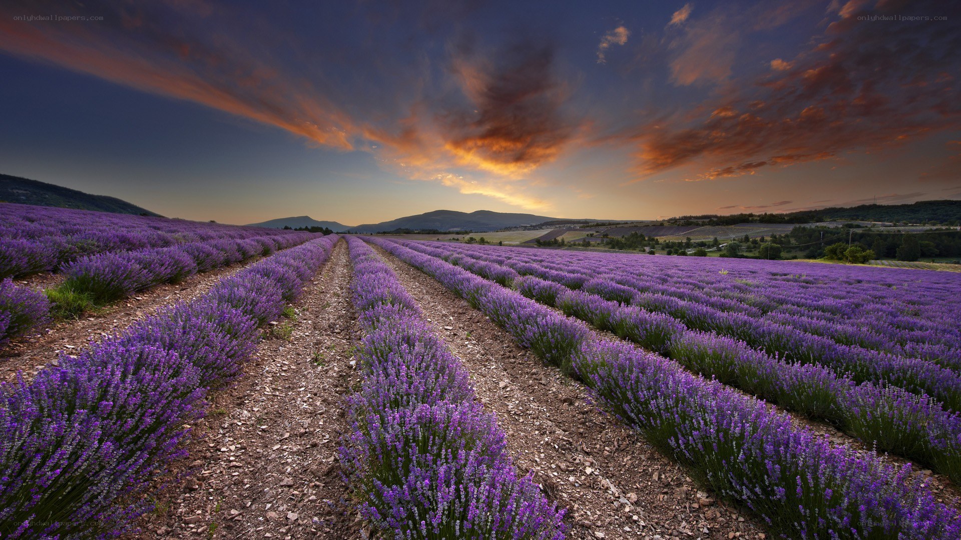 Lavender field at sunset