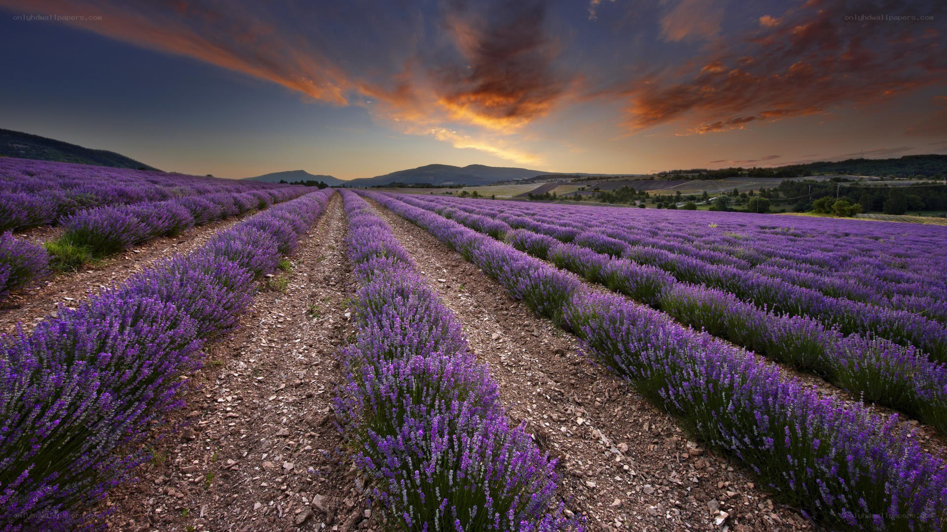 Lavender field at sunset