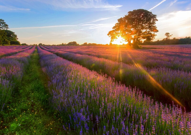 Lavender field at sunset