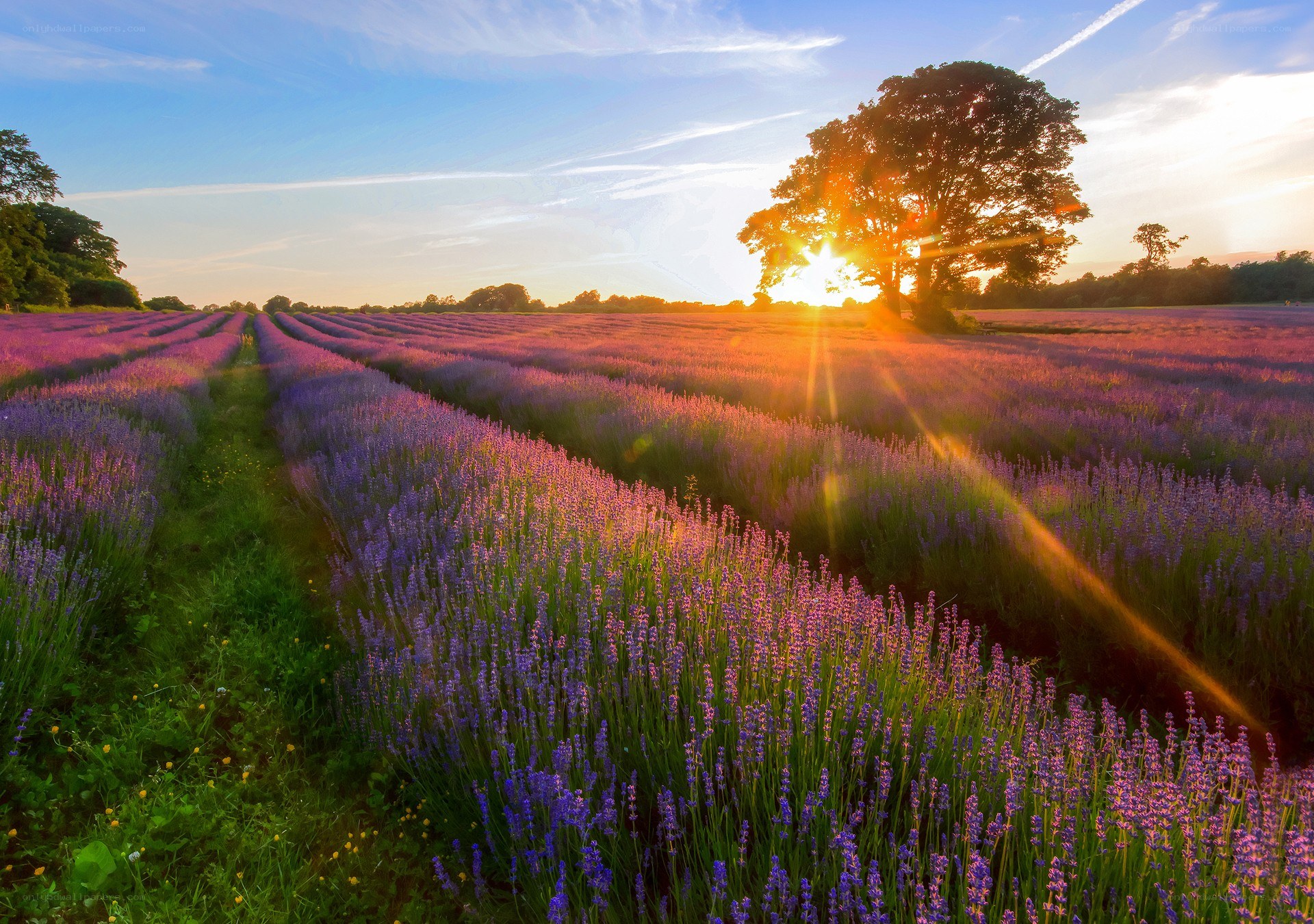 Lavender field at sunset