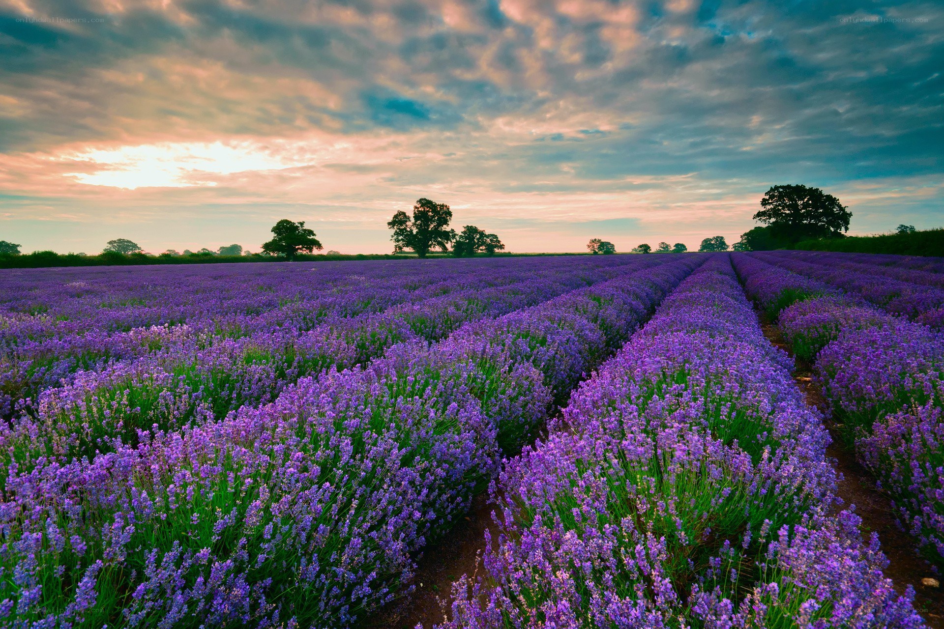 Lavender field at sunset