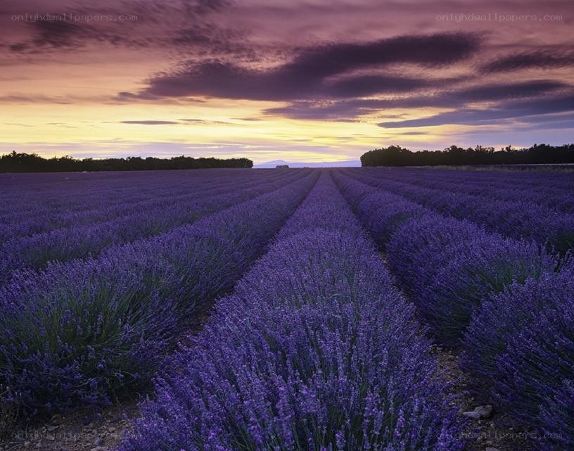 Lavender field at sunset