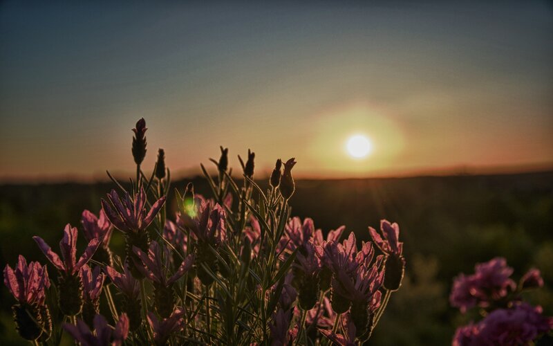 Lavender field at sunset