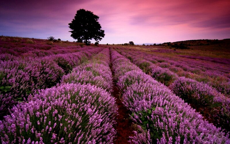 Lavender field at sunset