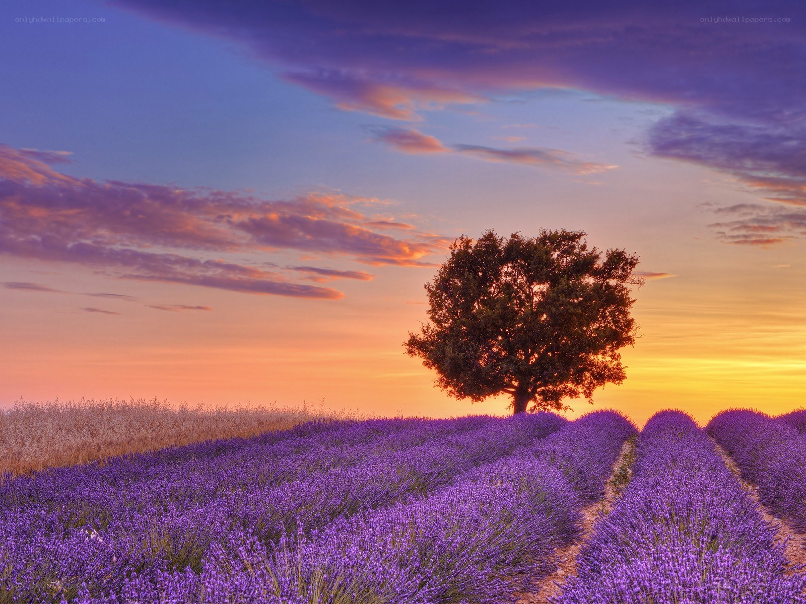 Lavender field at sunset