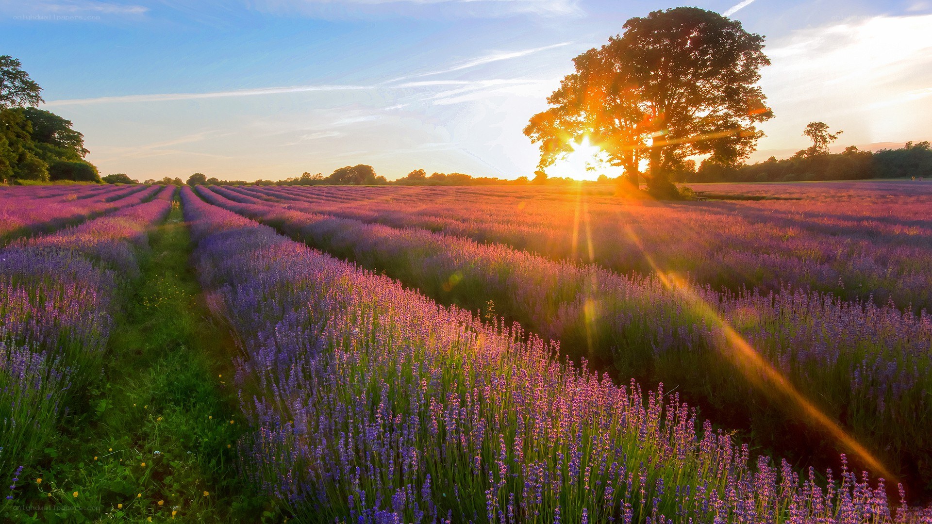 Lavender field at sunset