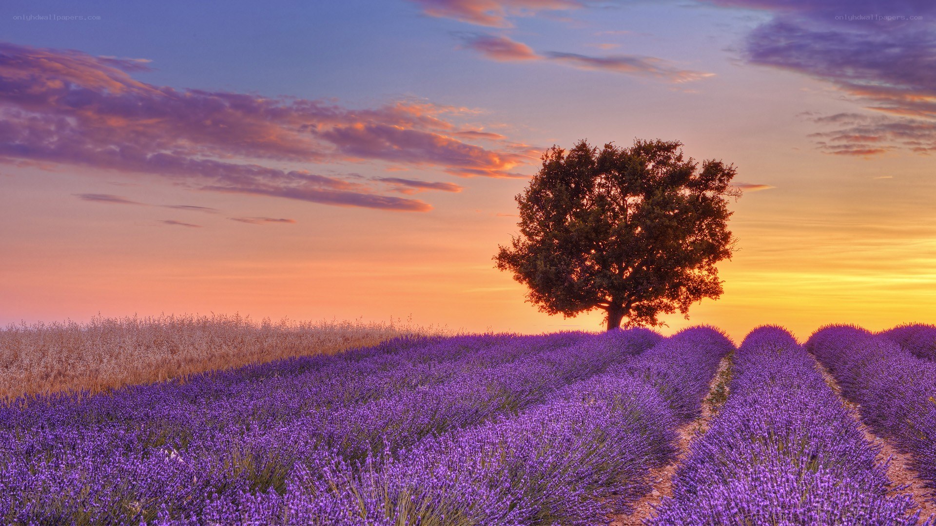 Lavender field at sunset