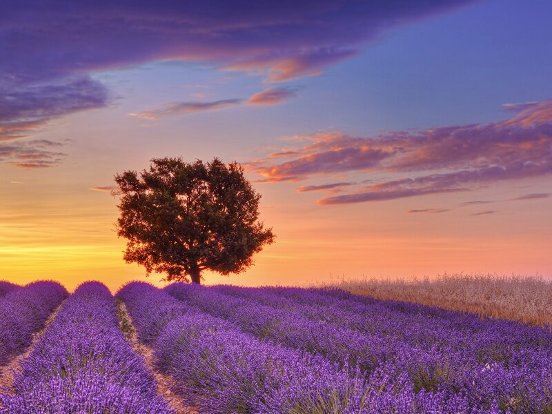 Lavender field at sunset