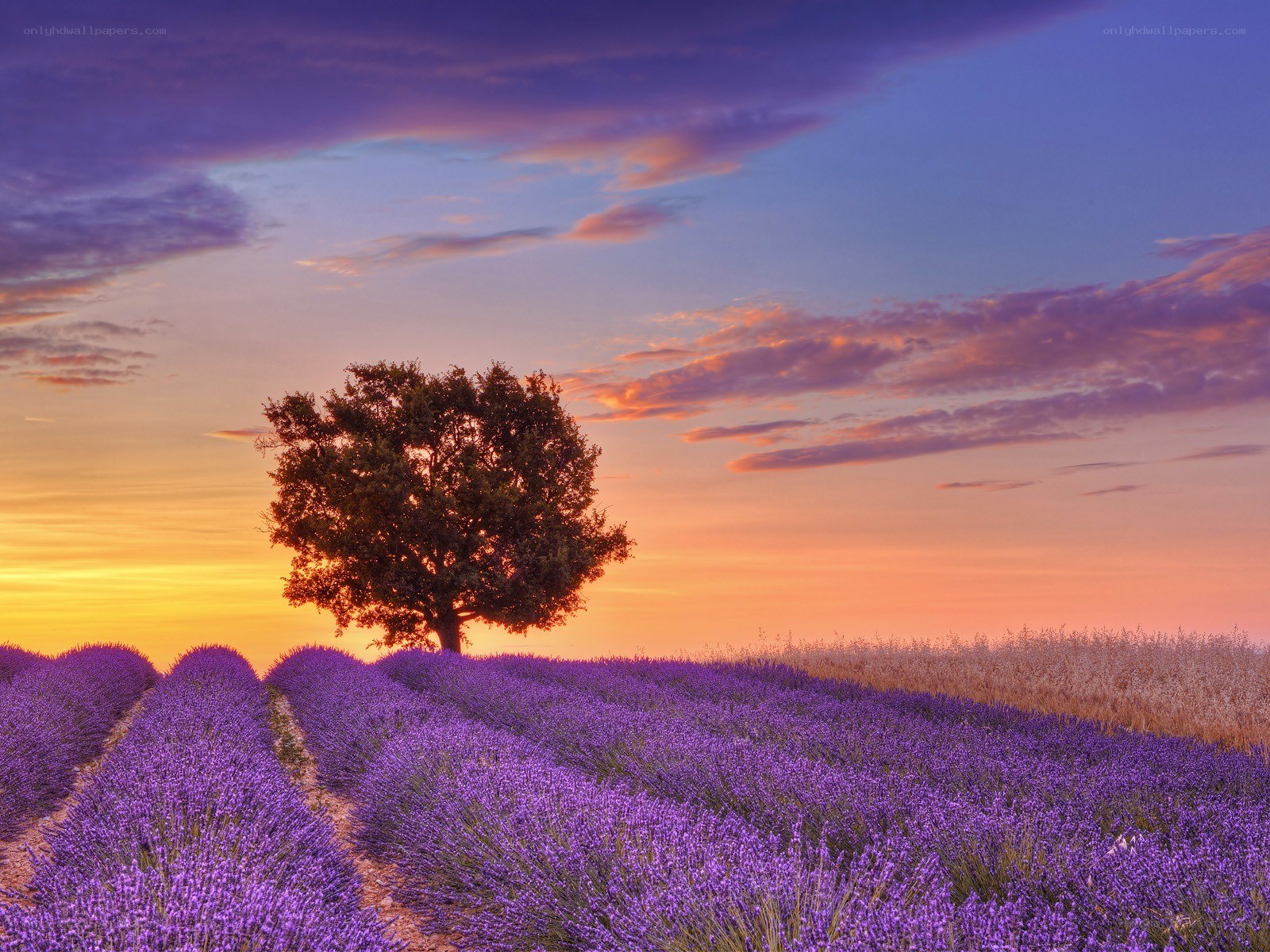 Lavender field at sunset