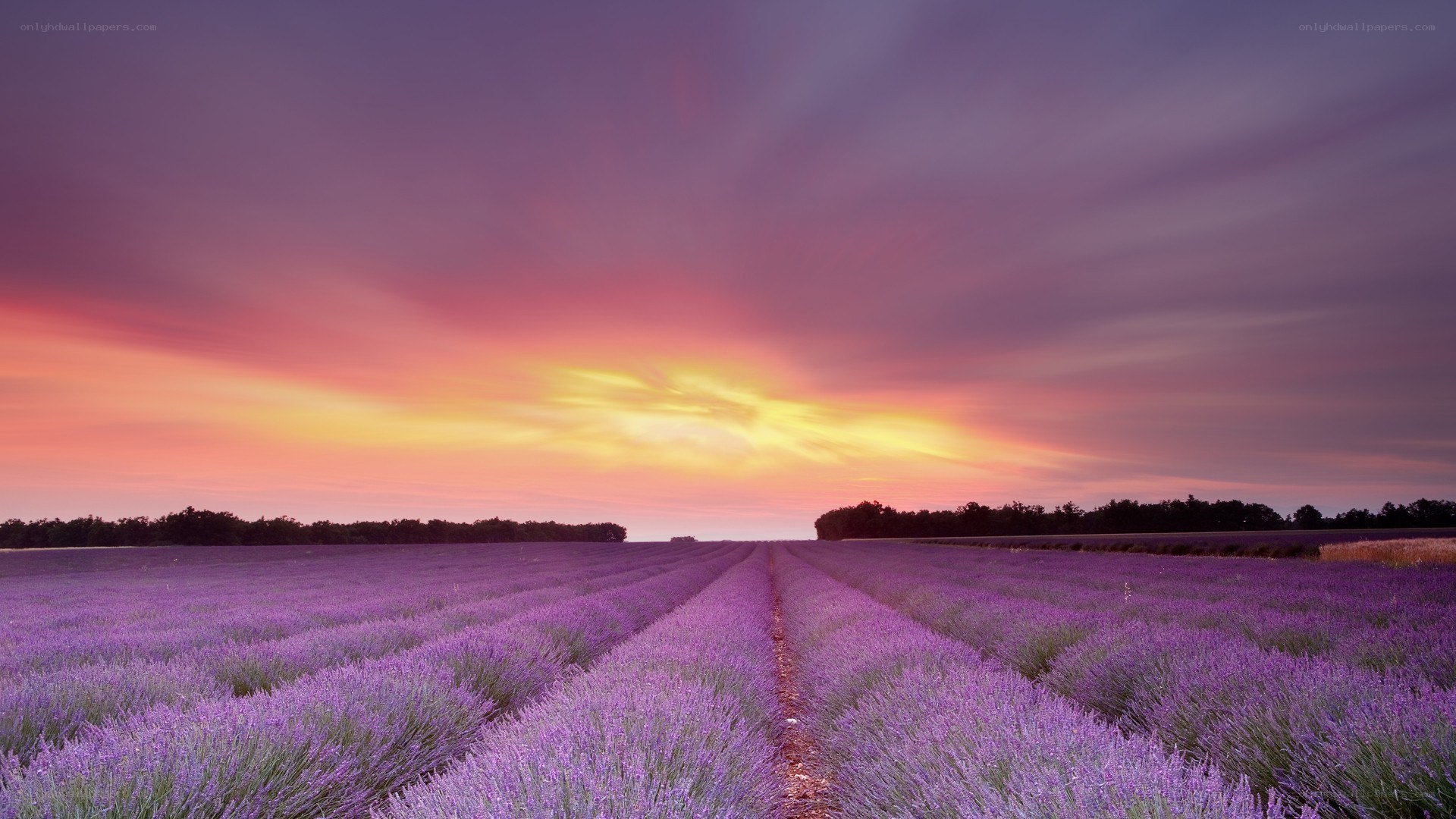Lavender field at sunset