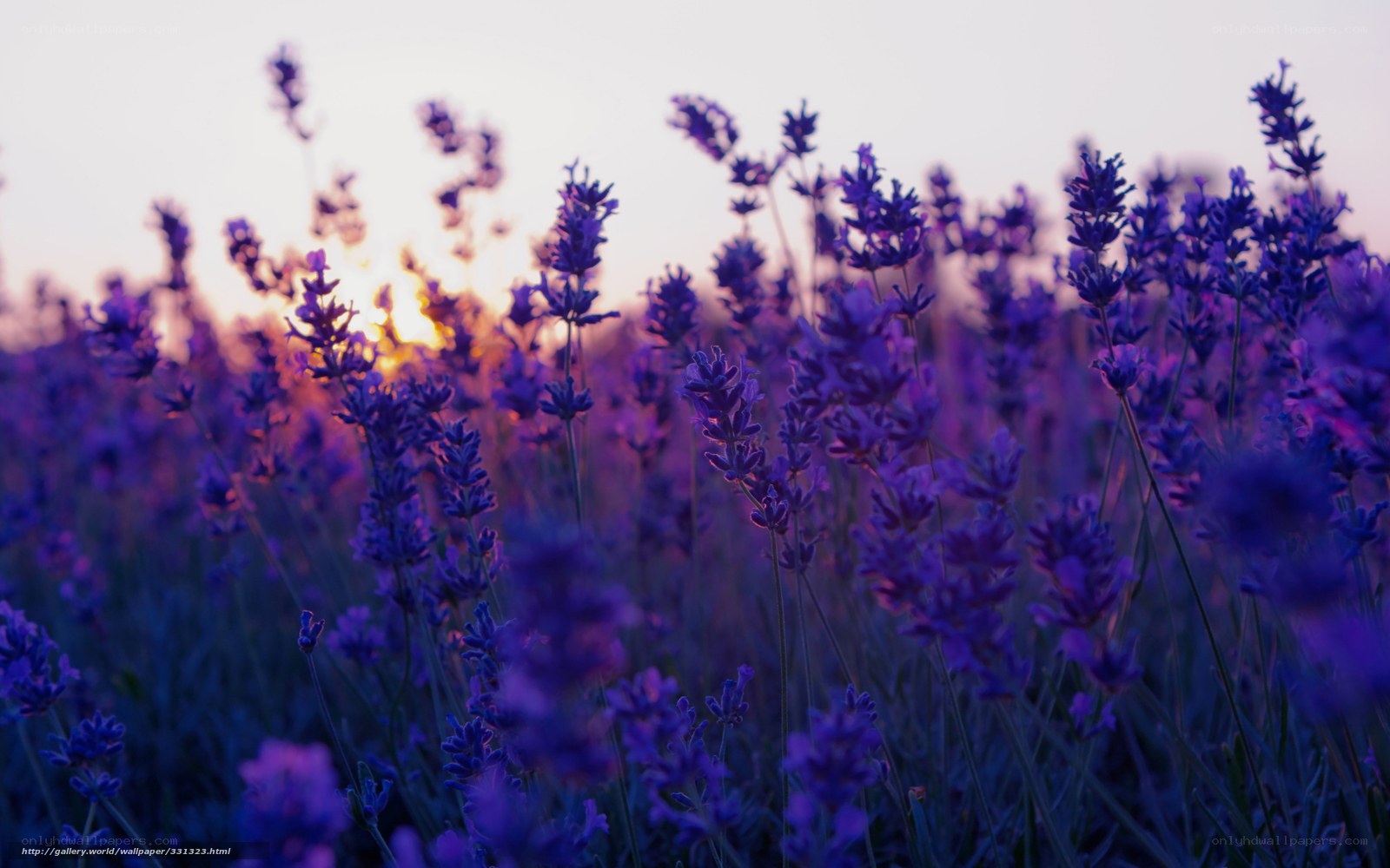 Lavender field at sunset