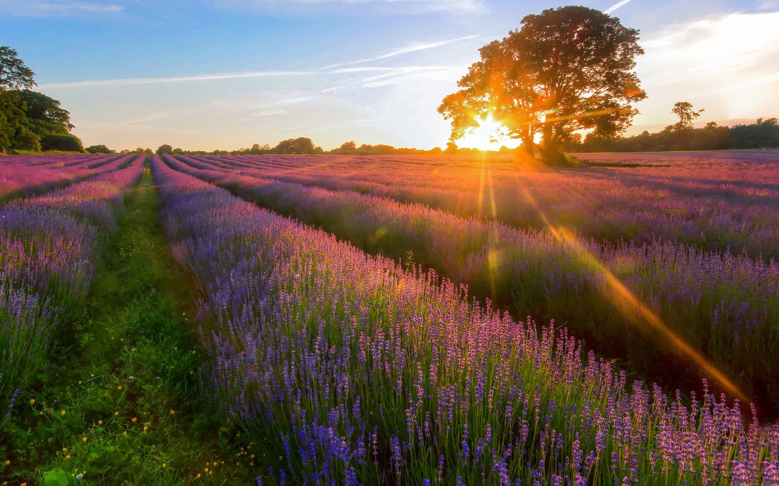 Lavender field at sunset