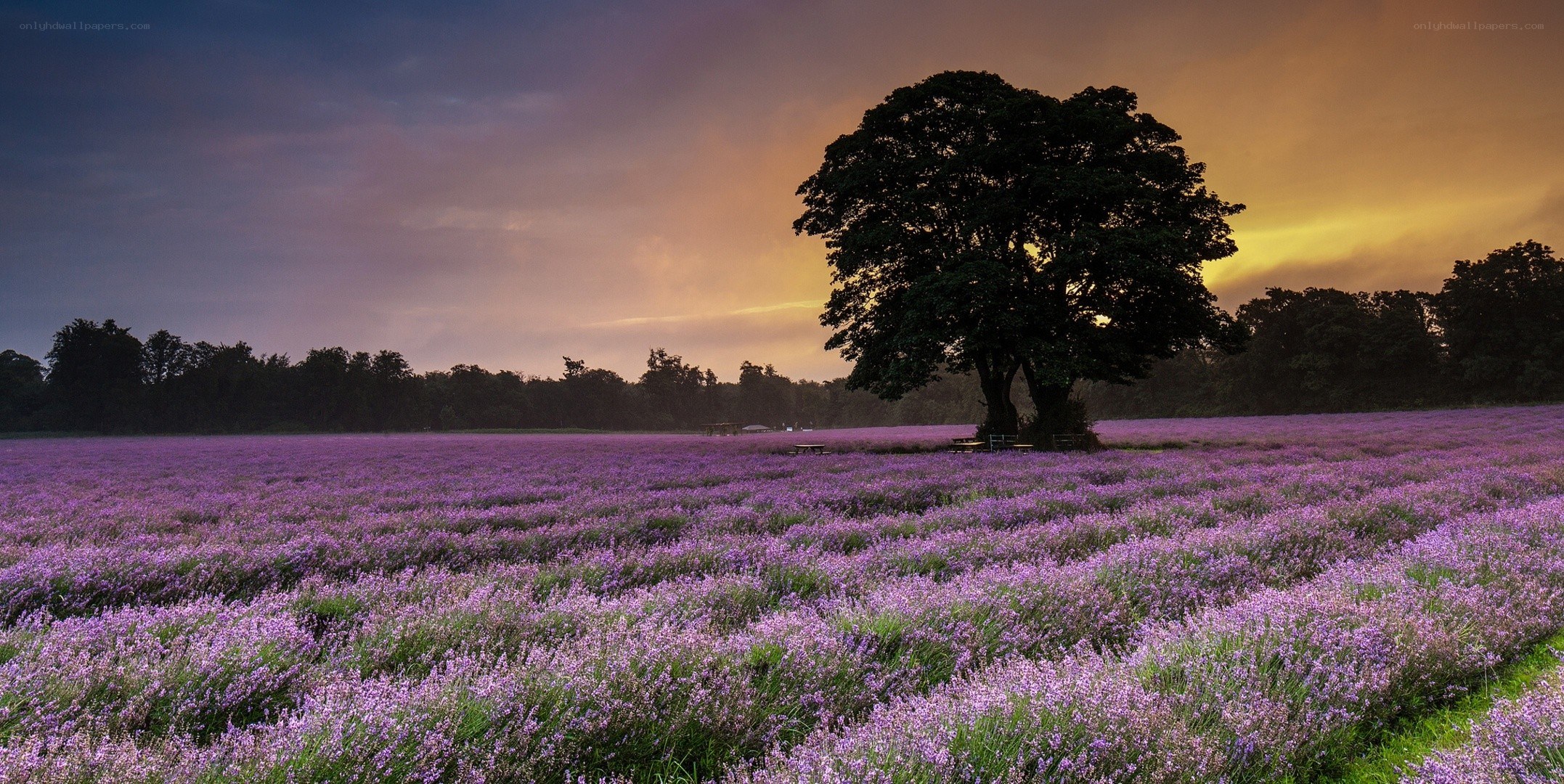 Lavender field at sunset