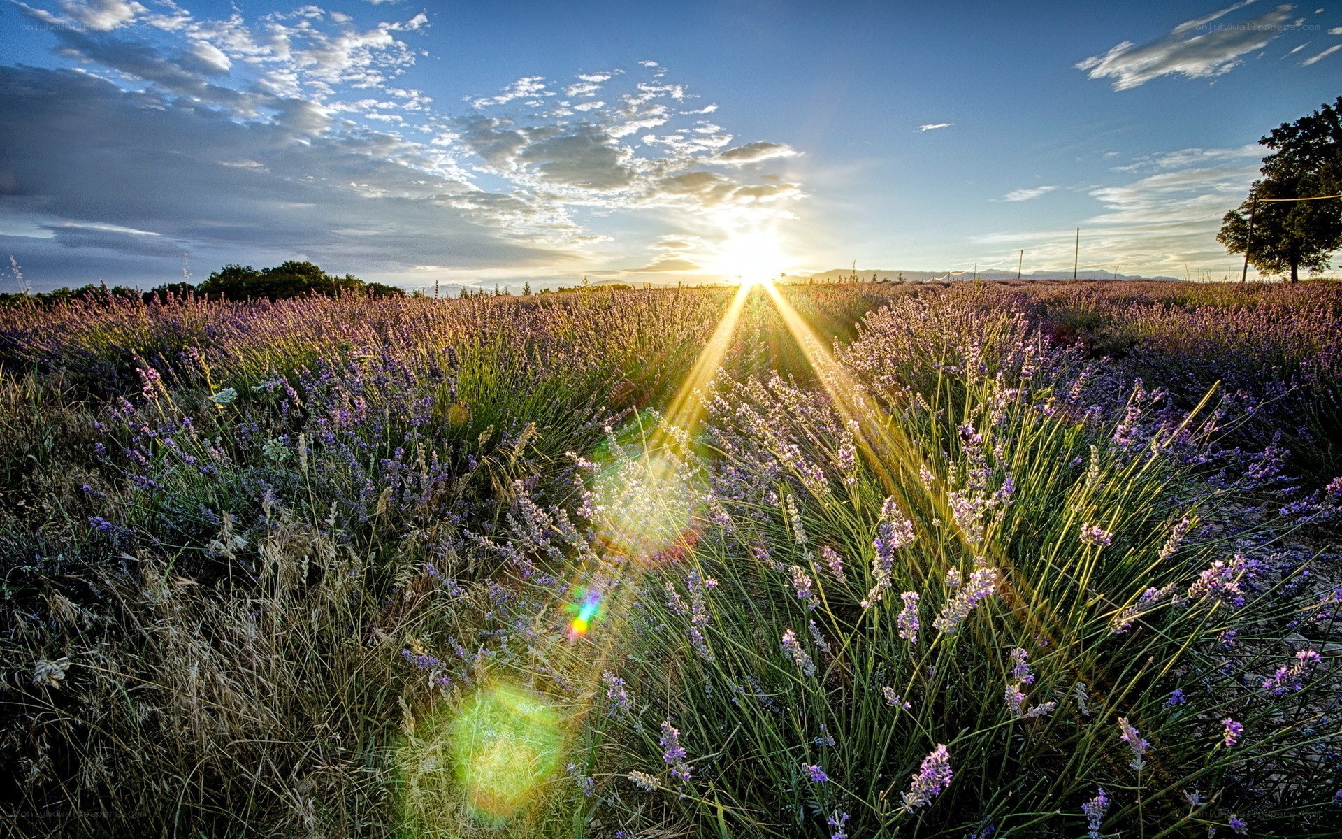 Lavender field at sunset