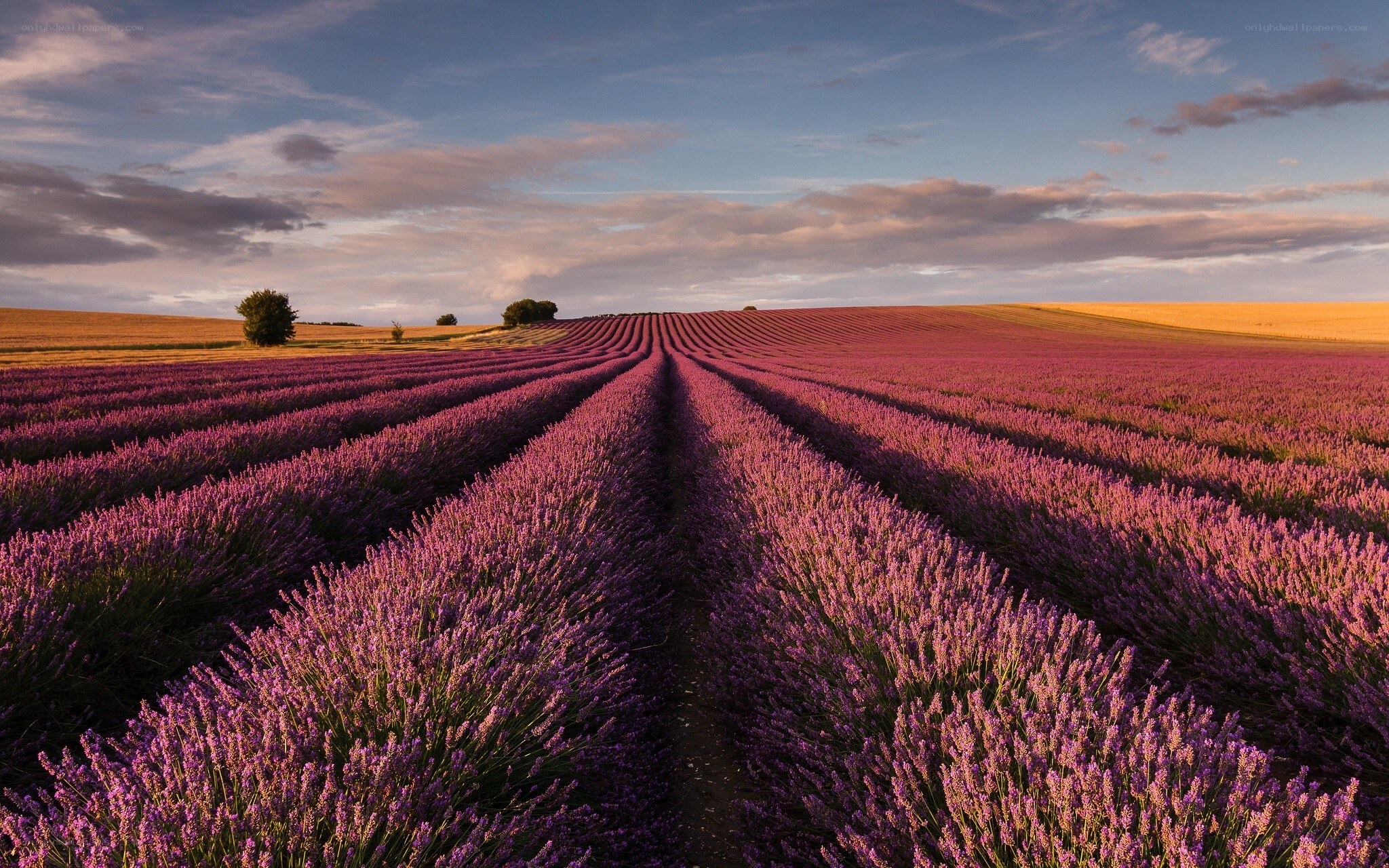 Lavender field at sunset