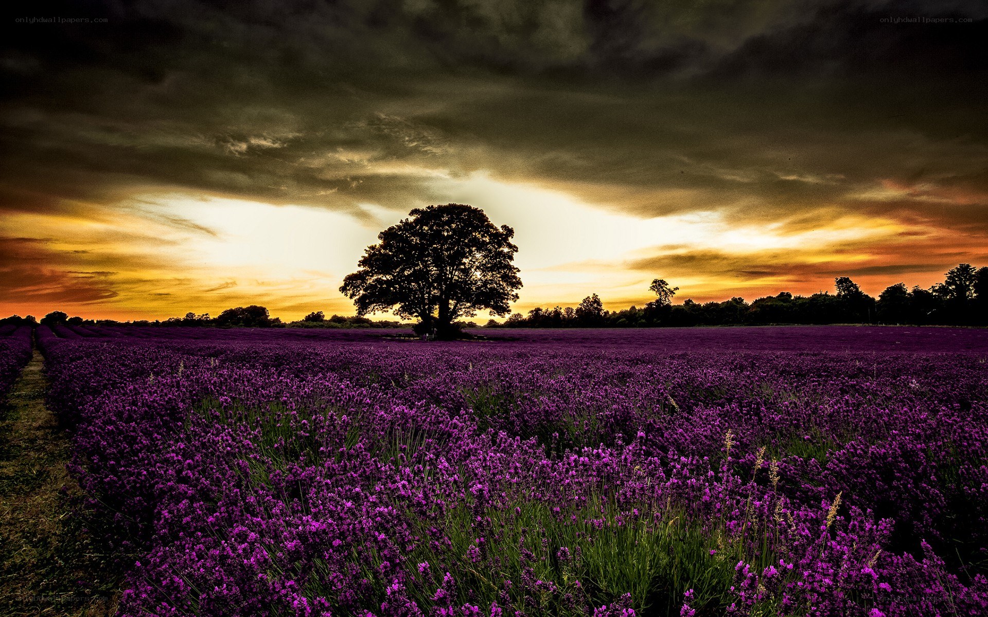Lavender field at sunset