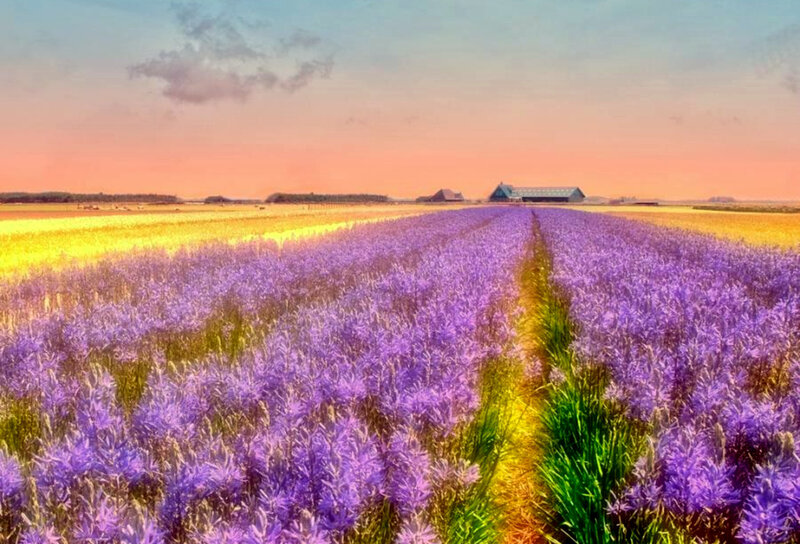 Lavender field at sunset
