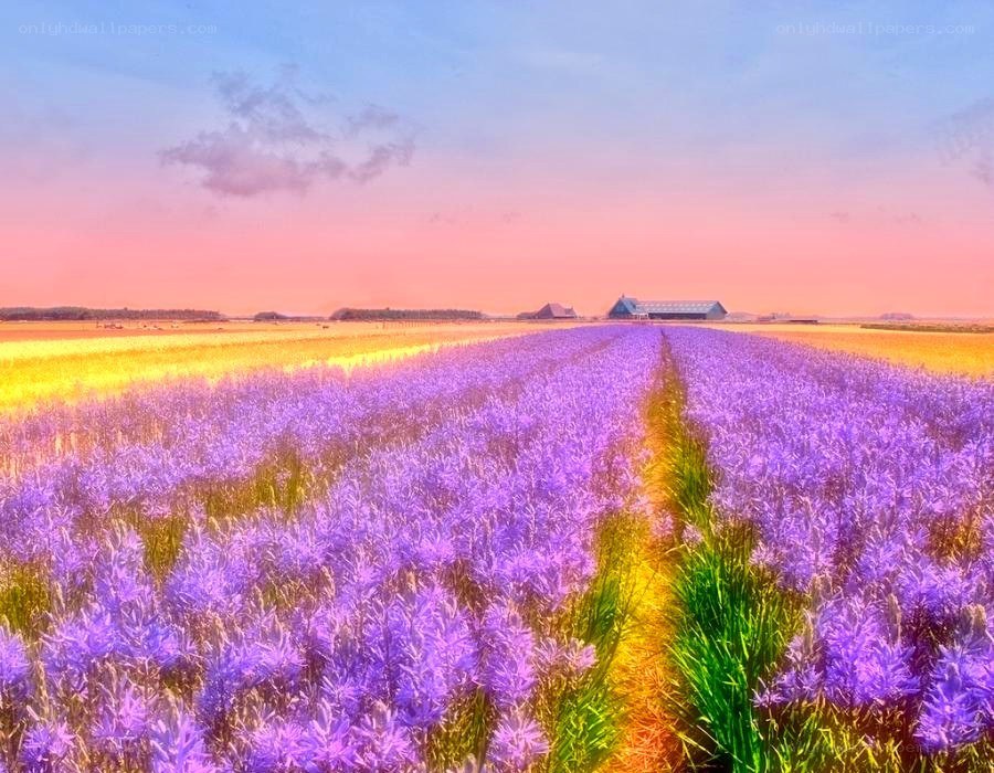 Lavender field at sunset