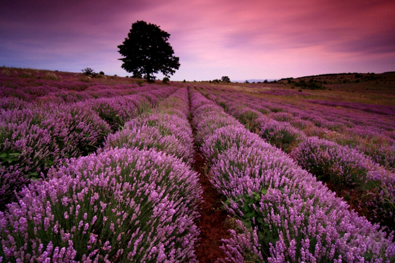 Lavender field at sunset