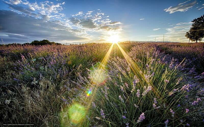 Lavender field at sunset