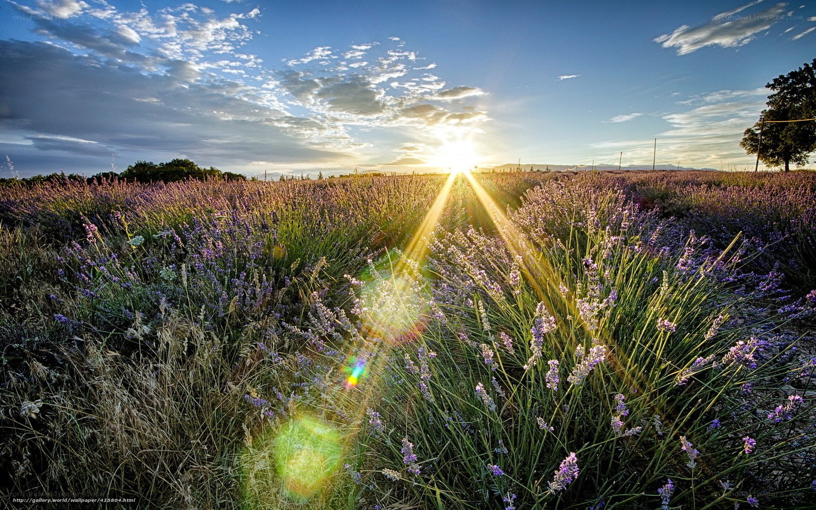 Lavender field at sunset