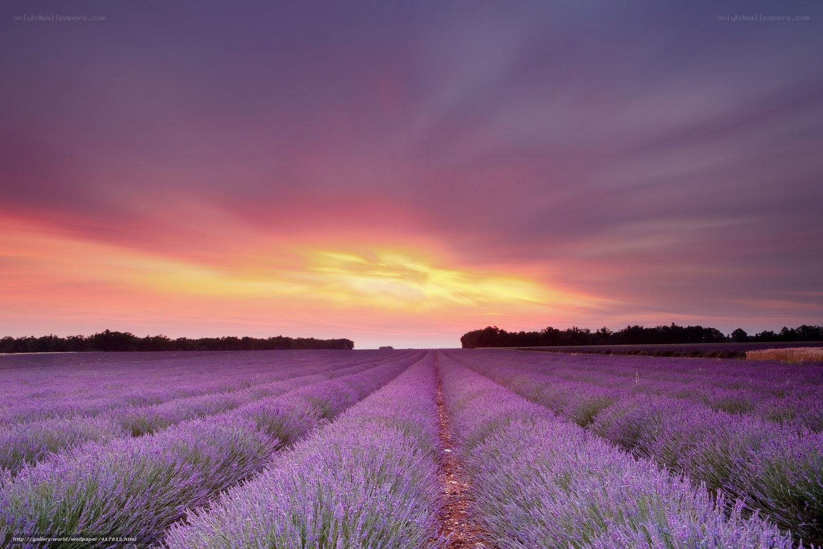 Lavender field at sunset