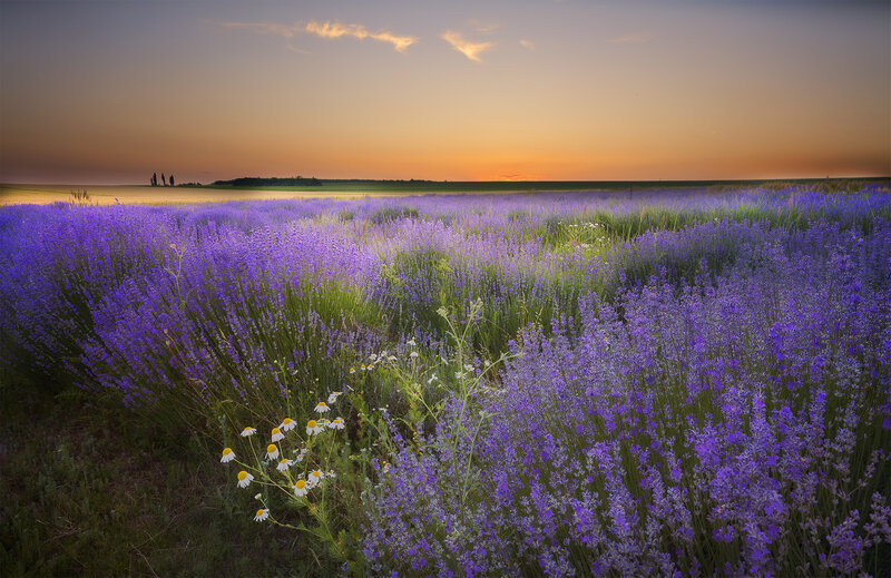 Lavender field at sunset