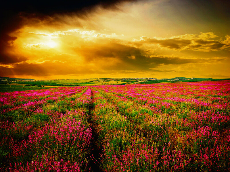 Lavender Field at Sunset — Pink