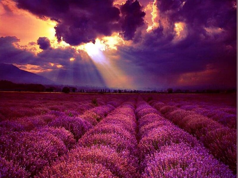 Lavender Field at Sunset — Purple, Dramatic, Photograph, Clouds