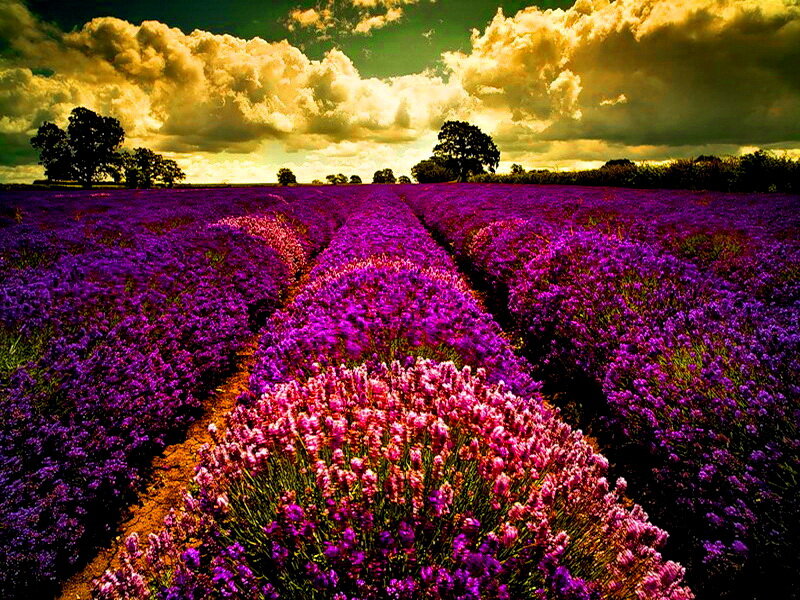 Lavender Field at Sunset — Purple, Dramatic, Photograph, Clouds, Trees