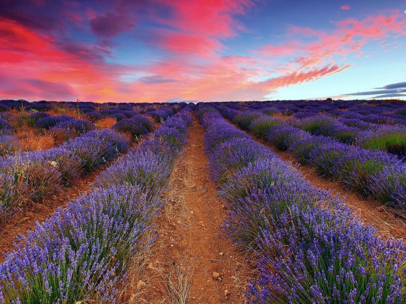 Lavender Field at Sunset — Purple, Dramatic, Photograph, Flowers