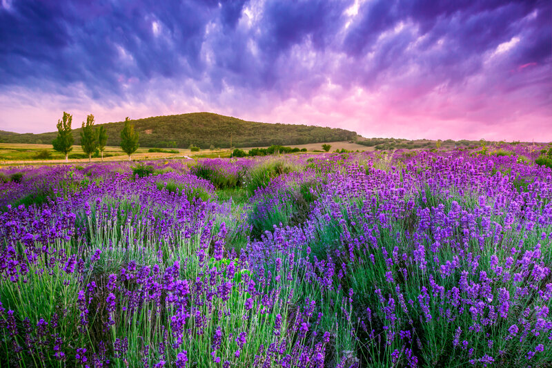 Lavender Field at Sunset — Purple, Dramatic, Photograph, Hills