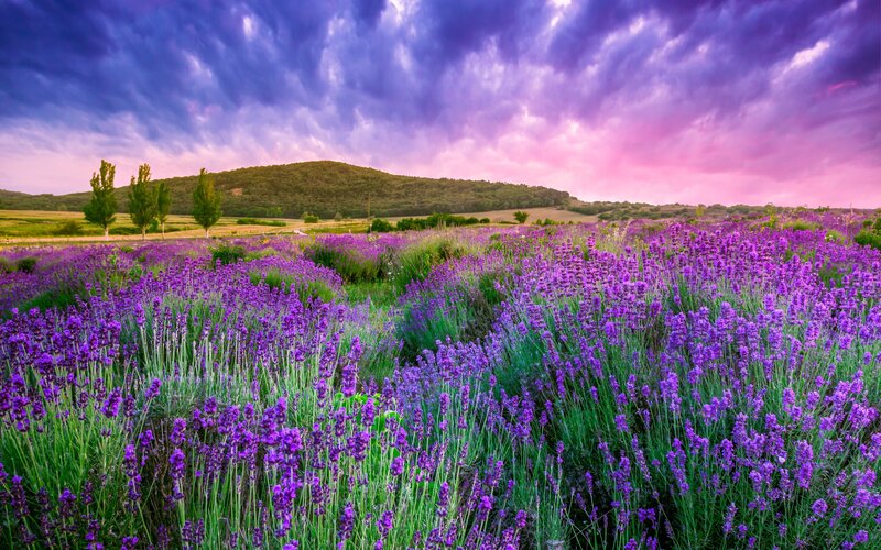 Lavender Field at Sunset — Purple, Dramatic, Photograph, Mountain