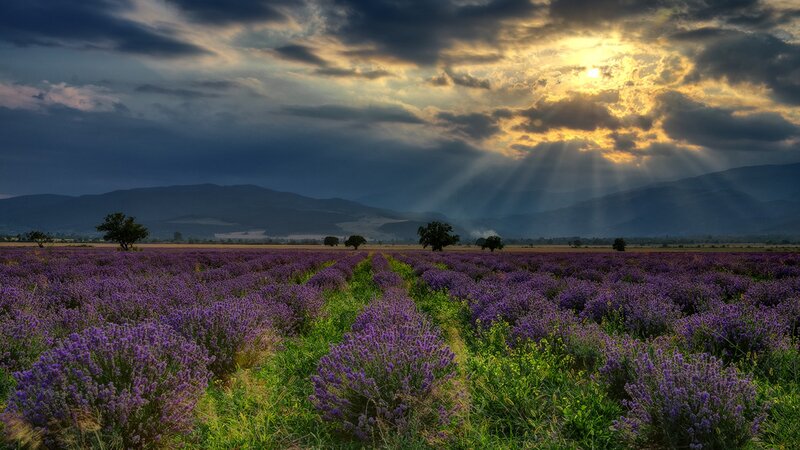 Lavender Field at Sunset — Purple, Dramatic, Photograph, Mountains, Clouds, Sunbeams