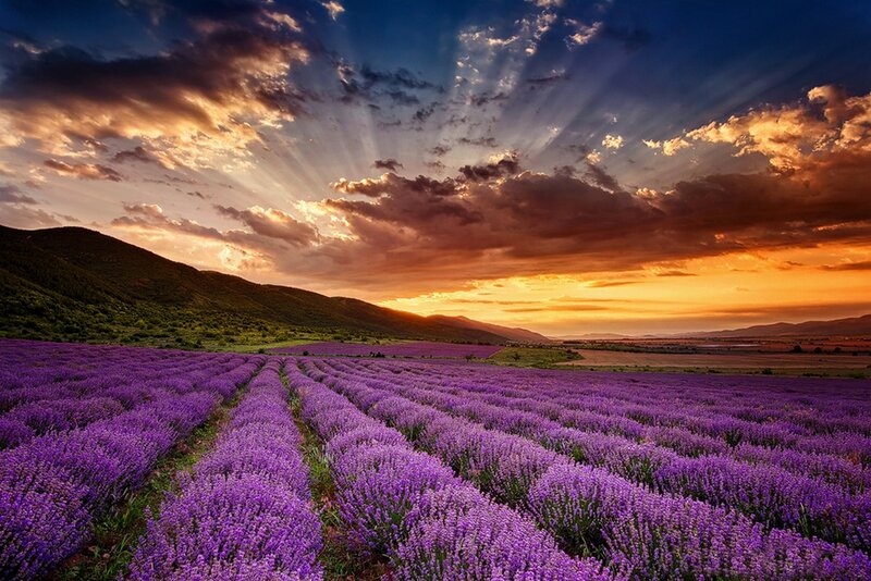 Lavender Field at Sunset — Purple, Dramatic, Photograph, Mountains, Clouds, Sunlight